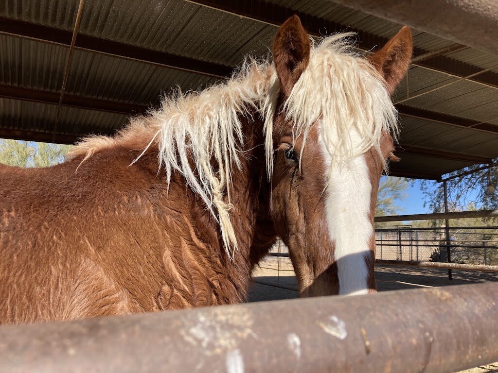 Healing Hearts Animal Rescue in Cave Creek, AZ
