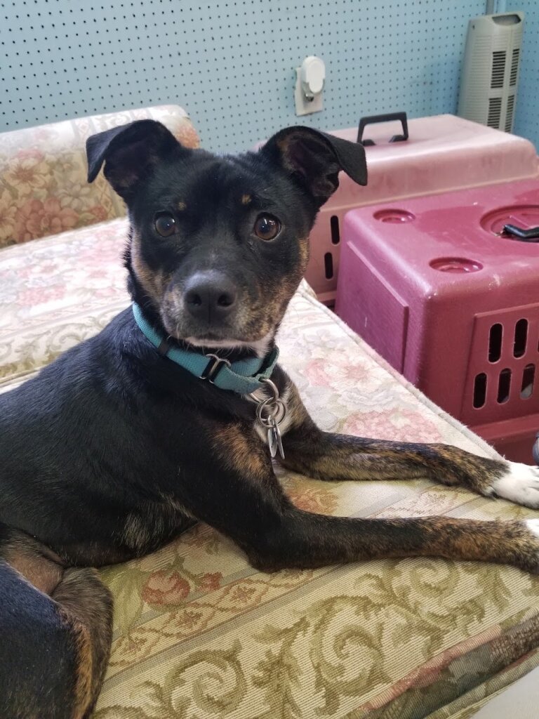 Healing Hearts Canine Rescue in Draper, VA
