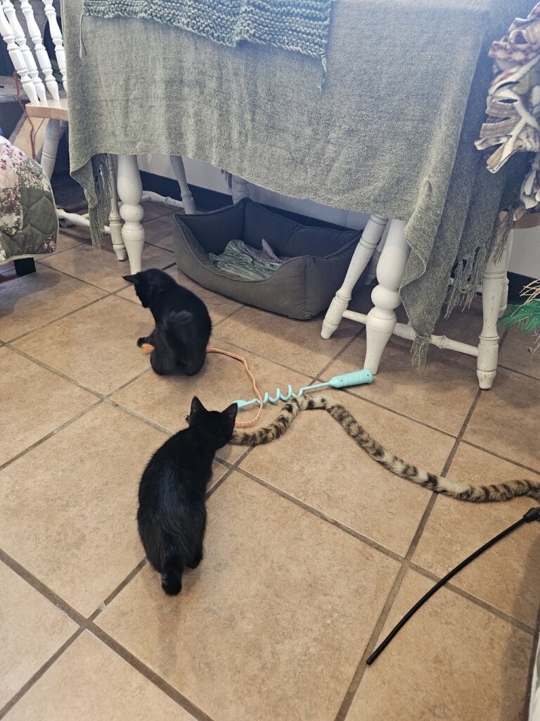 Heart of the Catskills Humane Society in Delhi, NY