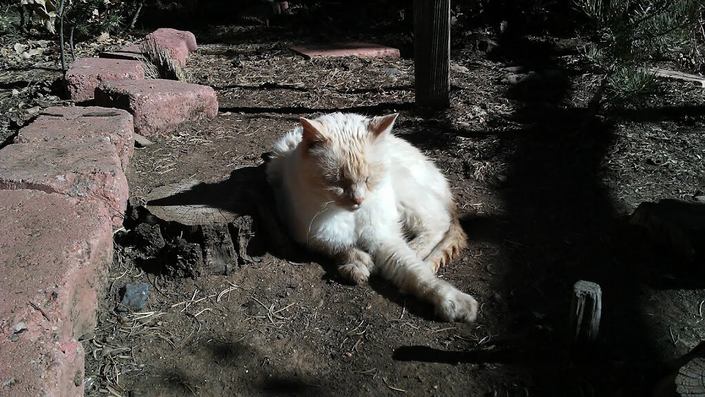 Heart & Soul Animal Sanctuary animal shelter in Glorieta, NM