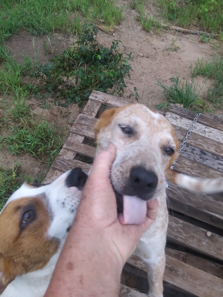 Hearts of Life Animal Rescue animal shelter in Sulphur Springs, TX