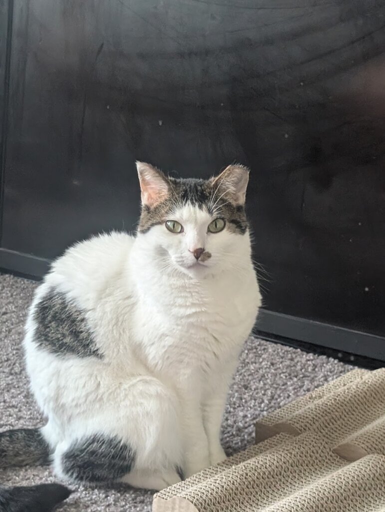 HELP Humane animal shelter in Belton, MO