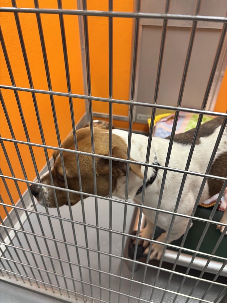 Henderson Animal Shelter in Henderson, TX