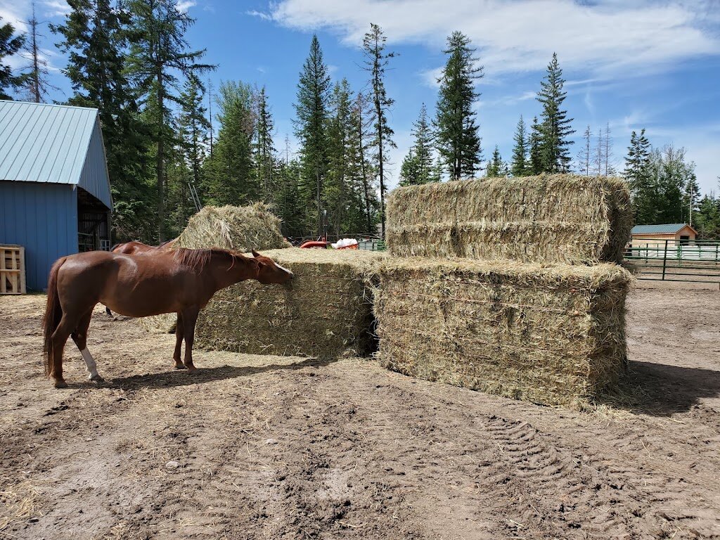 H.E.R.R. Hiatt Equestrian Rescue & Recreation in Bigfork, MT