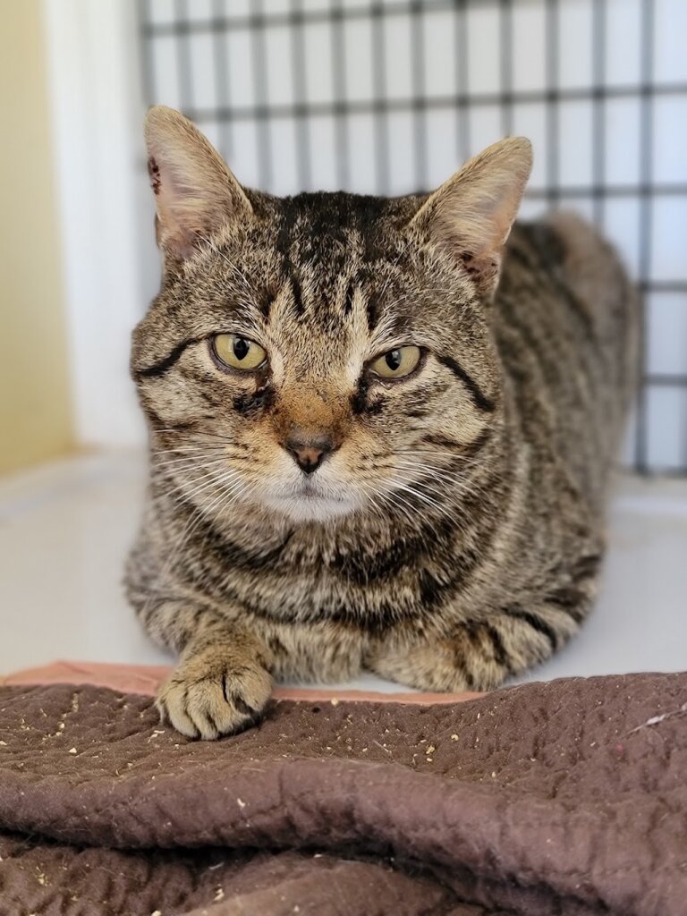 Hertford County Animal Shelter in Ahoskie, NC