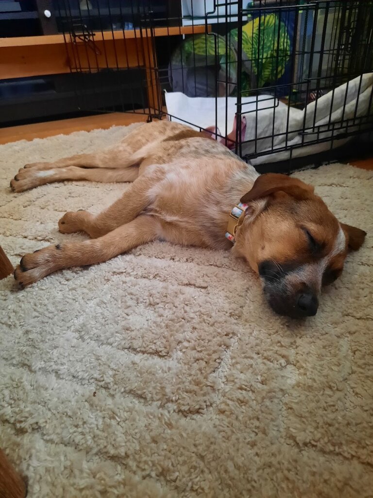HFLCS Canine & Feline Rescue in Buffalo, MO