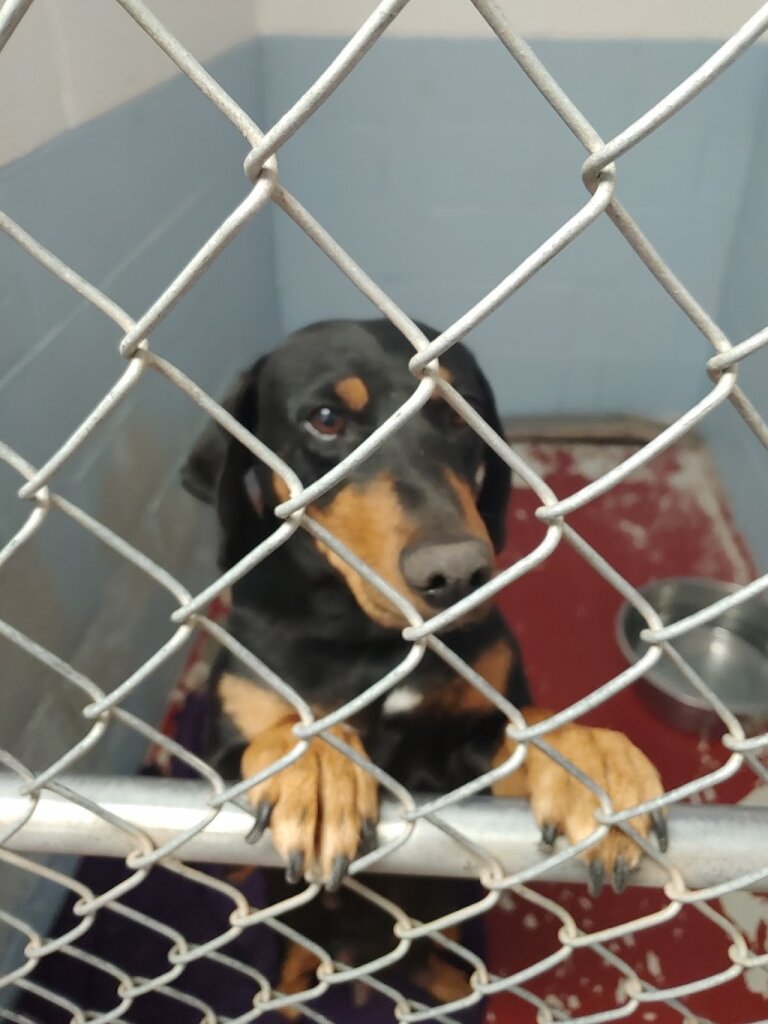 High Desert Humane Society animal shelter in Silver City, NM