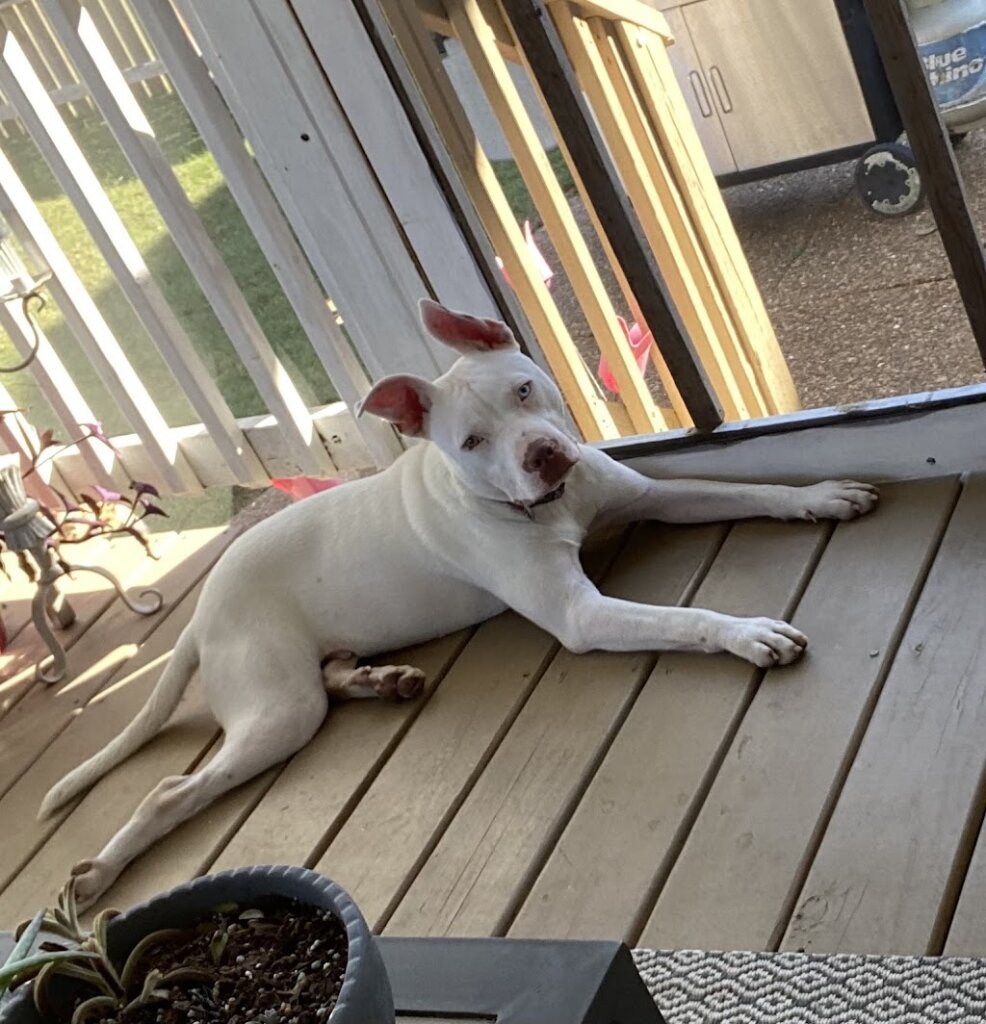 High Forest Humane Society animal shelter in Hohenwald, TN