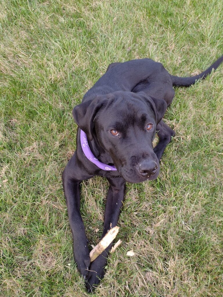 Highland Humane Society in Hillsboro, OH