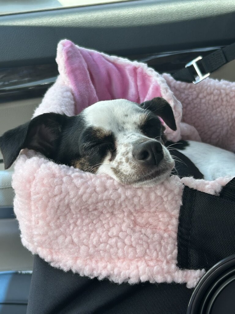 Highway Hounds Rescue and Transport animal shelter in Fort Worth, TX