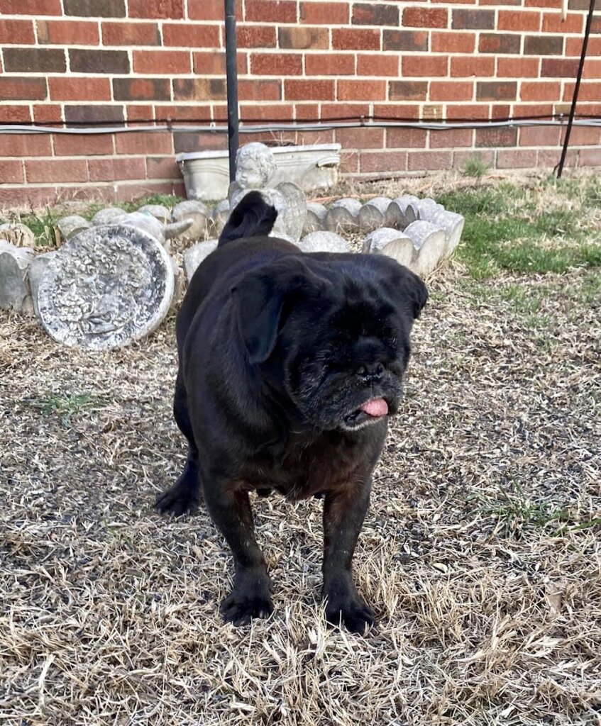 ​Hill Hounds Rescue and Animal Sanctuary, Inc in Denton, MD