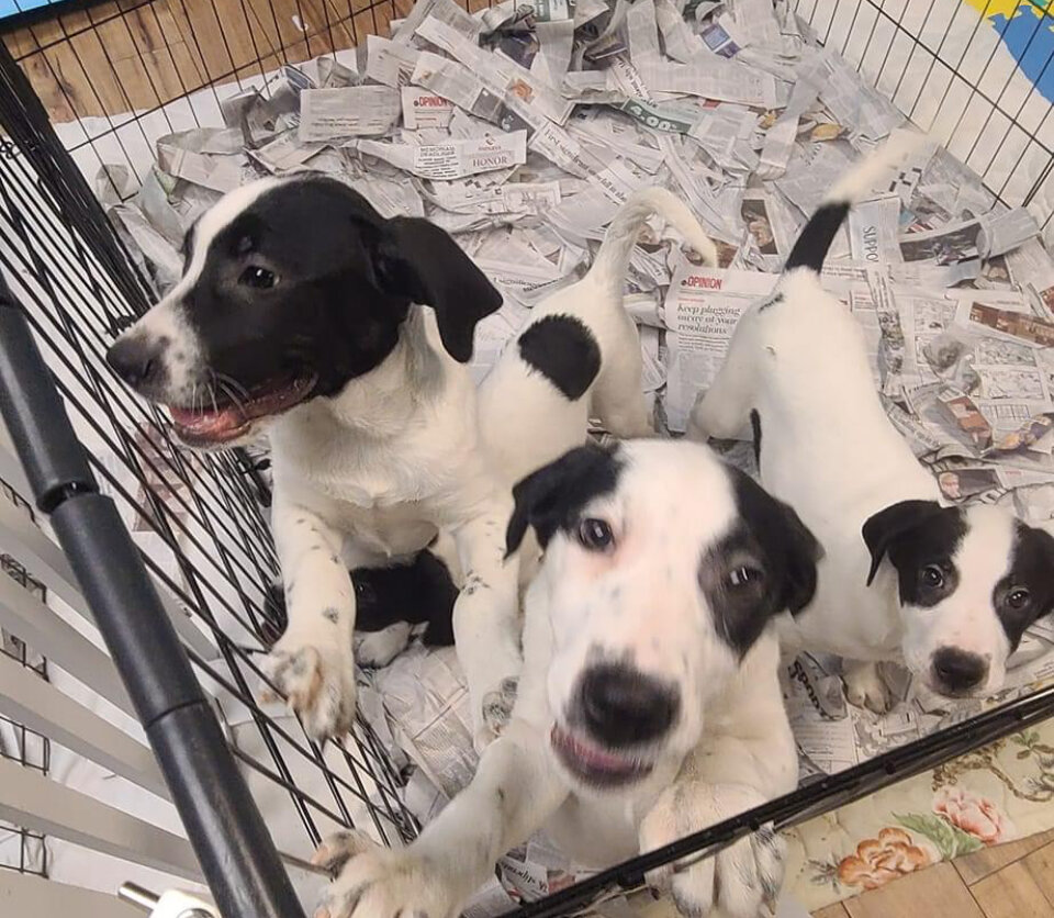 Hinde's Animal Rescue Team (H.A.R.T) in Media, PA
