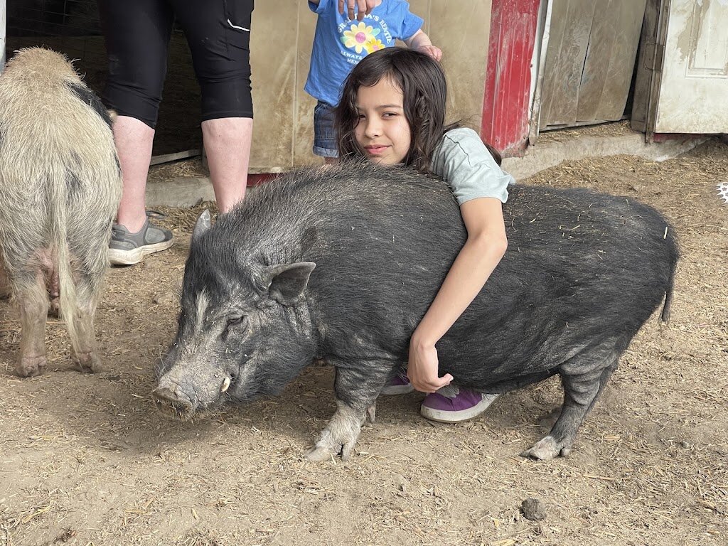 Hogs and Kisses of Texas Animal Sanctuary animal shelter in Sanger, TX