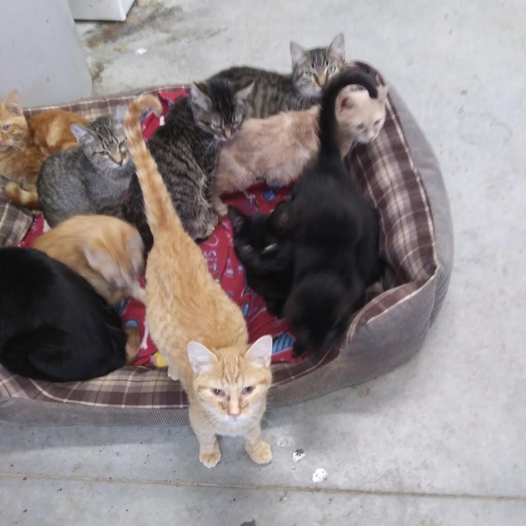 Holdenville Animal Shelter in Holdenville, OK