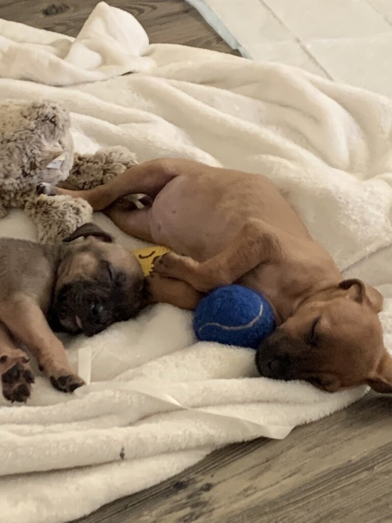 Hollywood Dog Rescue in Pine Bush, NY