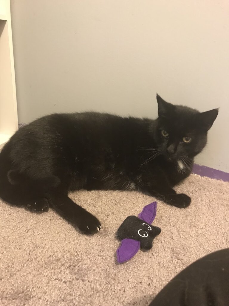Holmes County Humane Society in Fredericksburg, OH