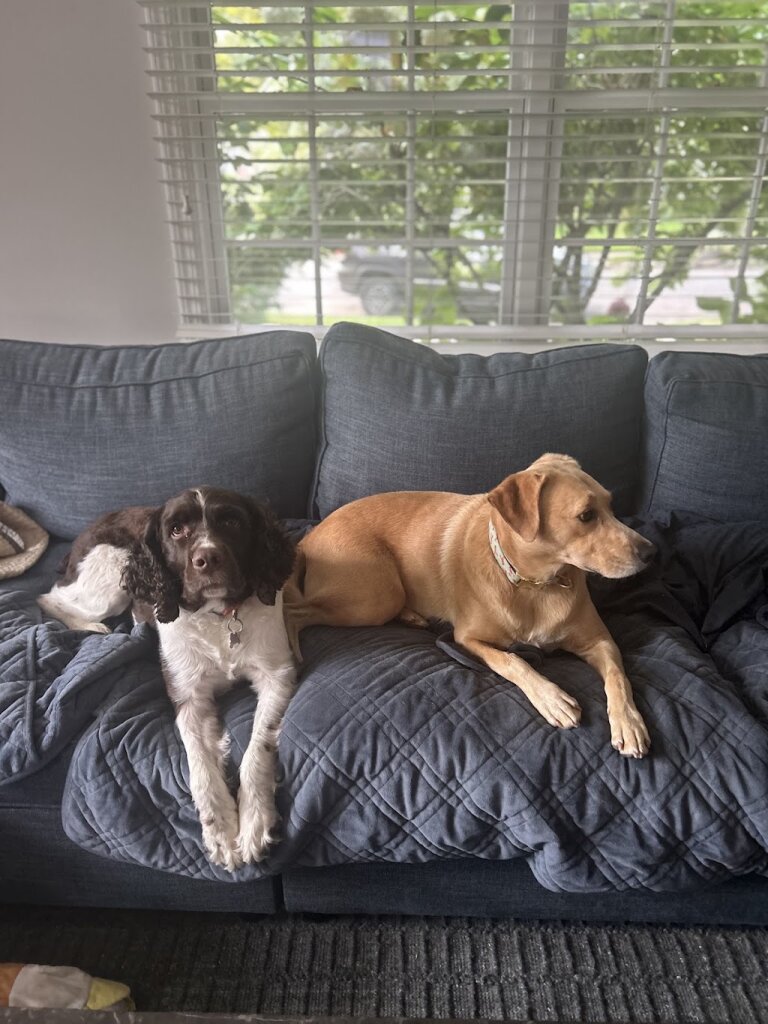 Home At Last Dog Rescue in Lansdale, PA