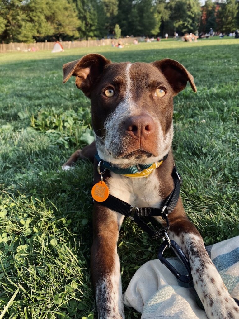 Home For Good Dog Rescue Inc animal shelter in Berkeley Heights, NJ
