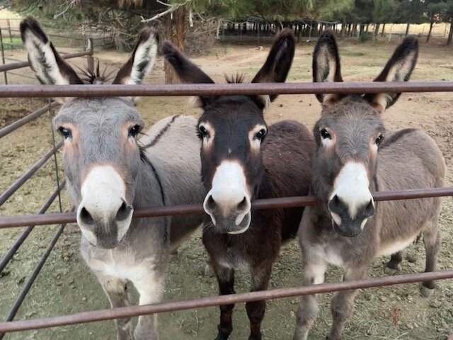 Home Sweet Home Animal Sanctuary animal shelter in Gilbert, AZ