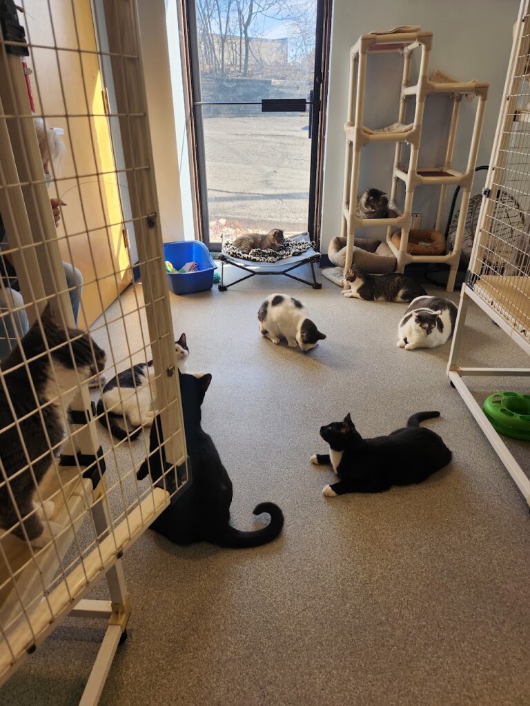Homeless Animal Adoption League, Inc. animal shelter in Clifton, NJ