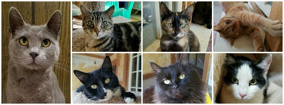 Homeless No More Cat Rescue animal shelter in Fairbury, NE