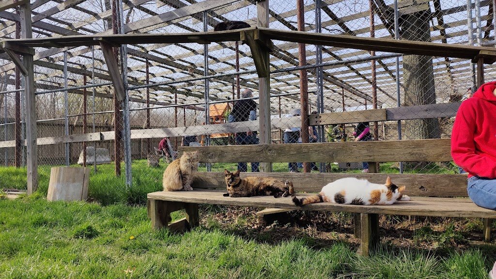 Homeless to Home Animal Rescue and Cat Sanctuary in Marion, OH