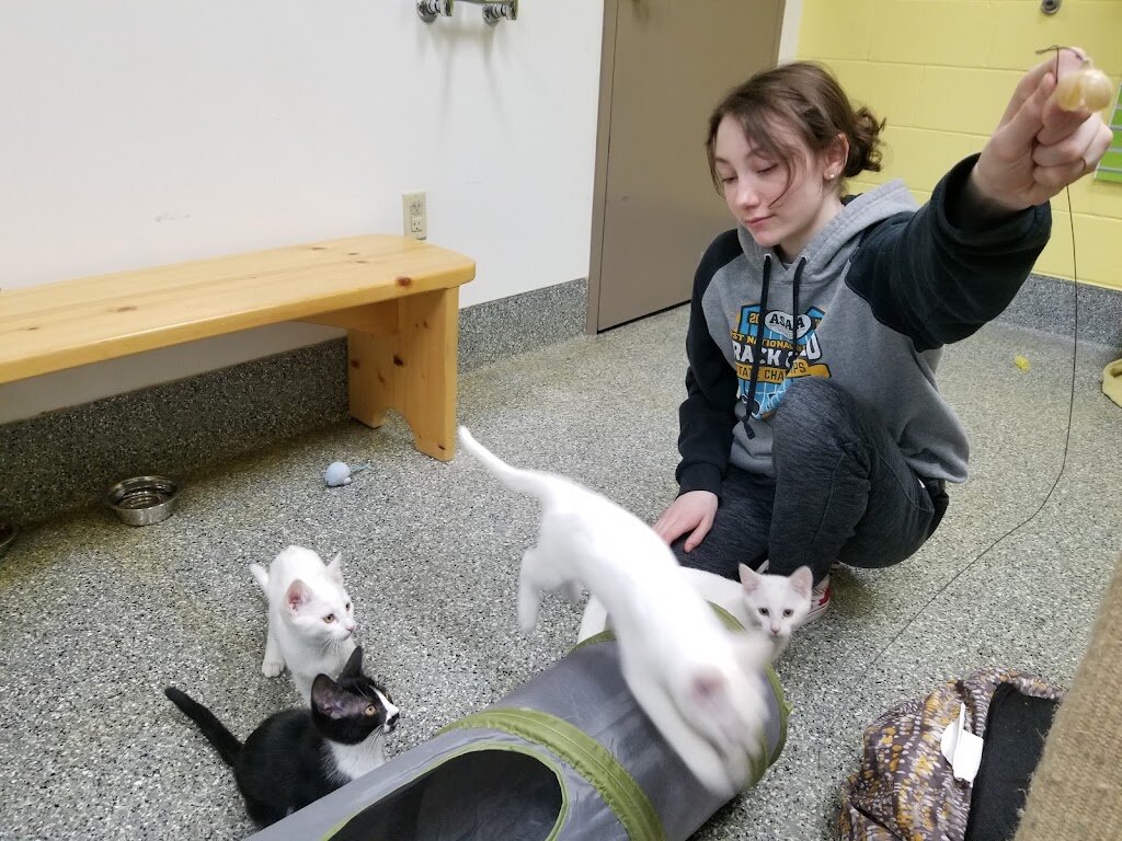 Homer City Animal Shelter in Homer, AK