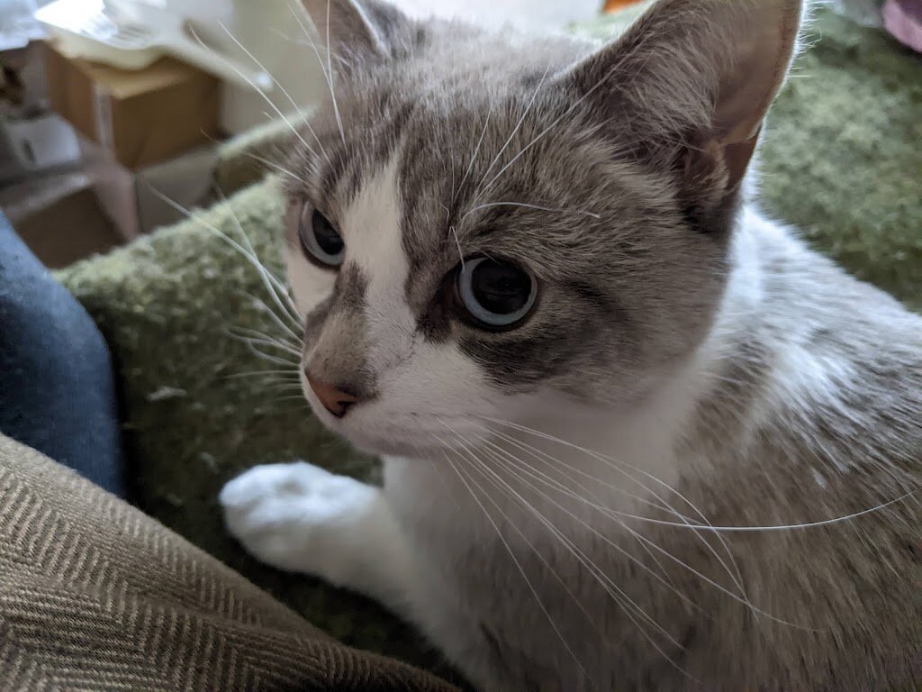 Homeward Bound, Addison County's Humane Society in Middlebury, VT