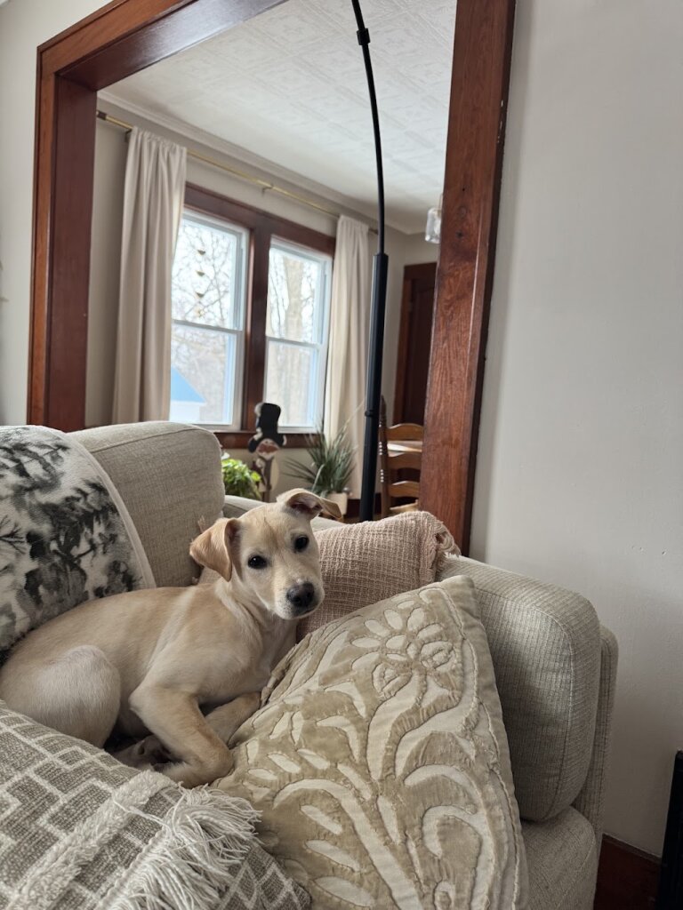 Homeward Bound Dog Rescue of New York, LLC. animal shelter in Schenectady, NY