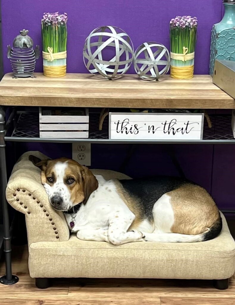 Hoof and Paw Rescue Inc in Cave Creek, AZ