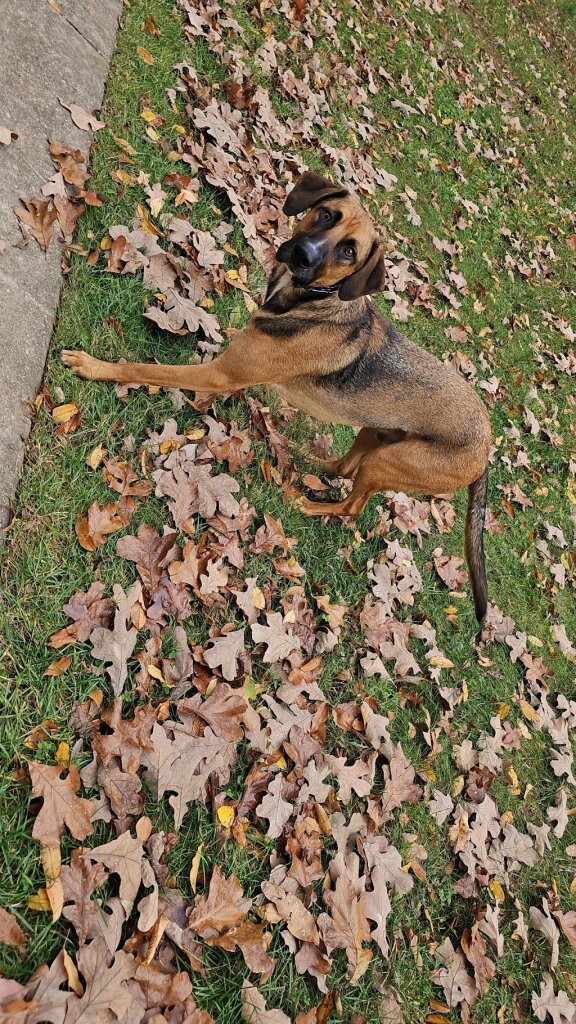 Hootie's Rescue Haven in Saint Clair, MO