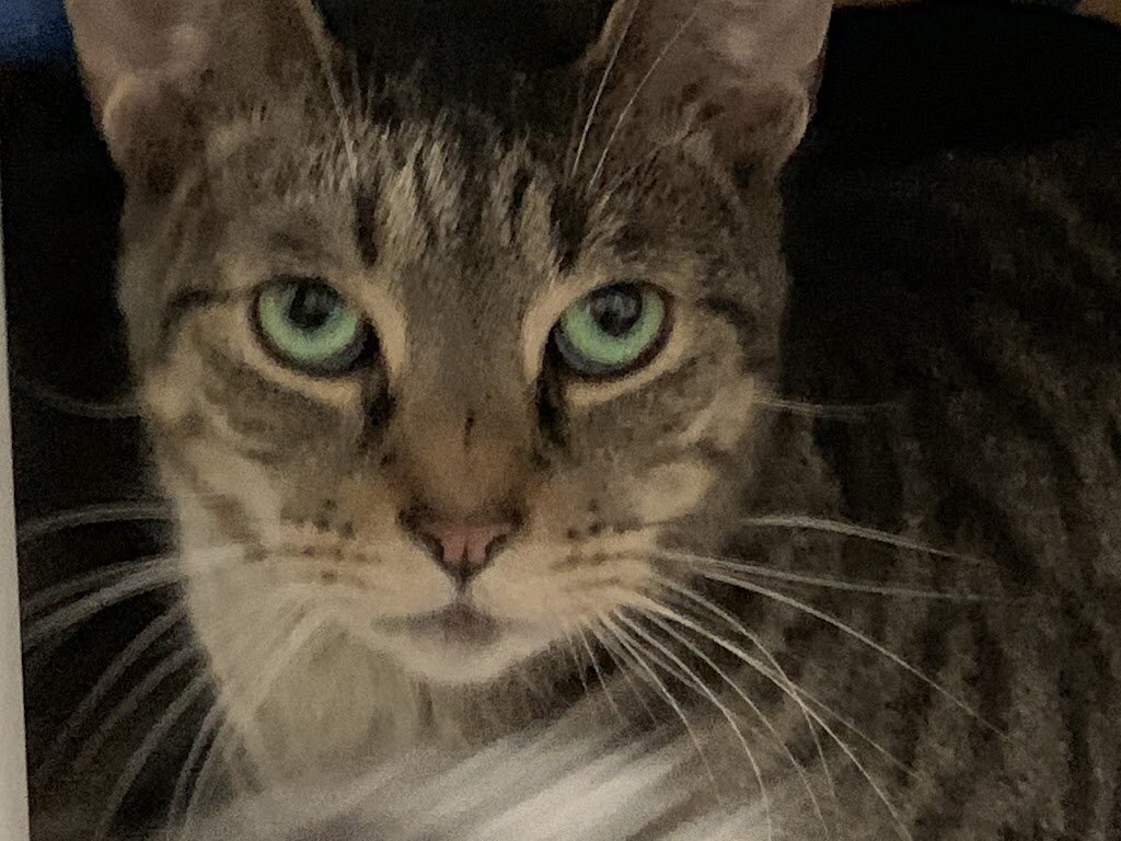 Hopatcong P. Project, Inc. / Safehouse Cats only Sanctuary animal shelter in Hopatcong, NJ