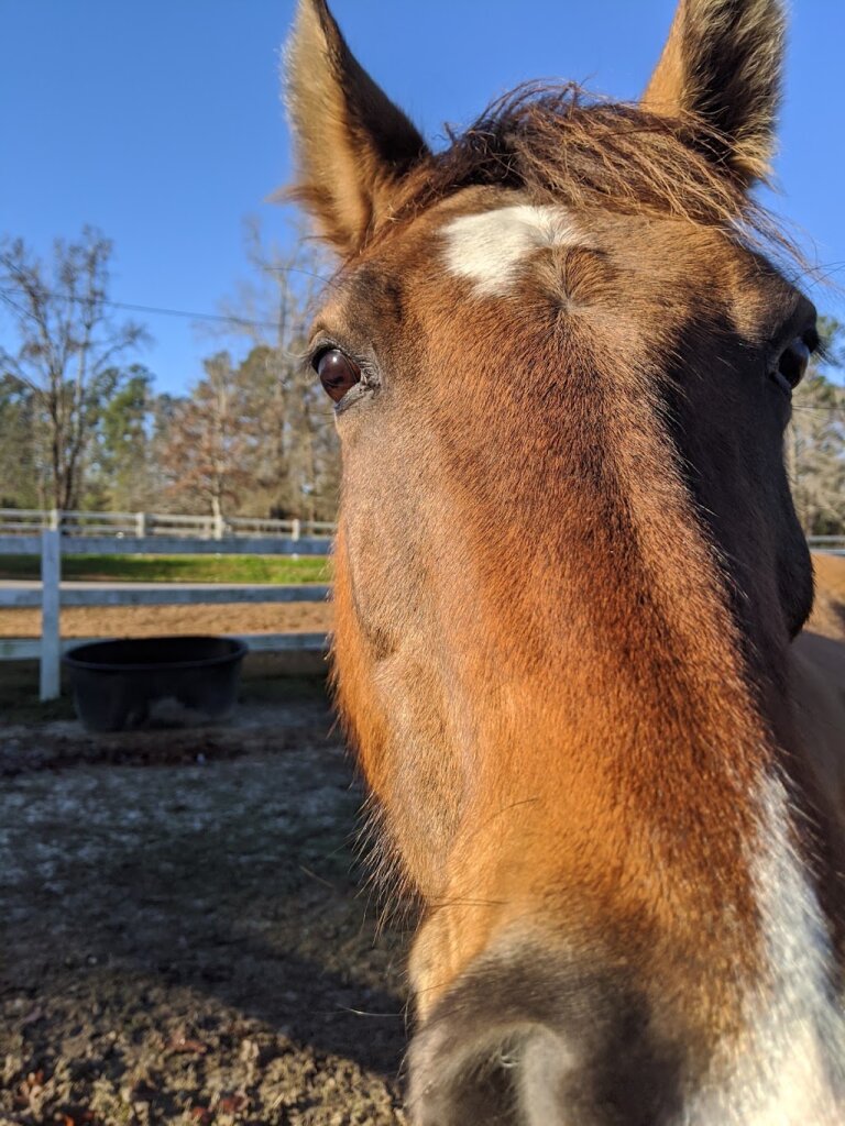 H.O.P.E. Acres Rescue in Bonneau, SC
