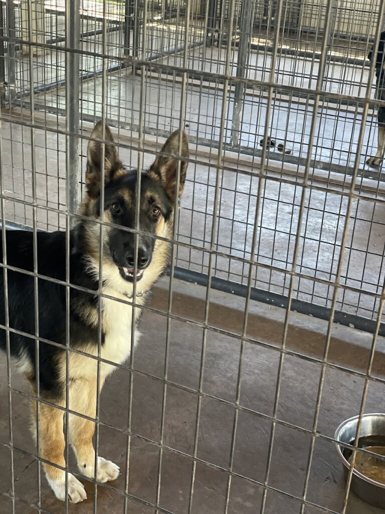 Hope Animal Shelter in Ironwood, MI