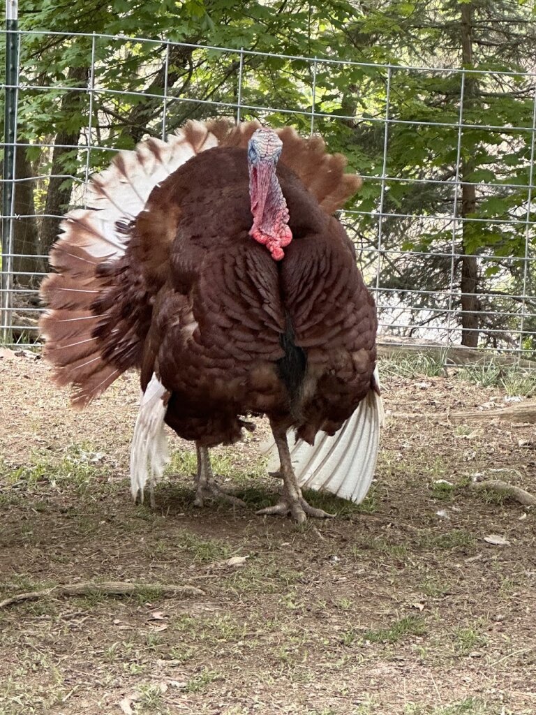 Hope Haven Farm Sanctuary animal shelter in Sewickley, PA
