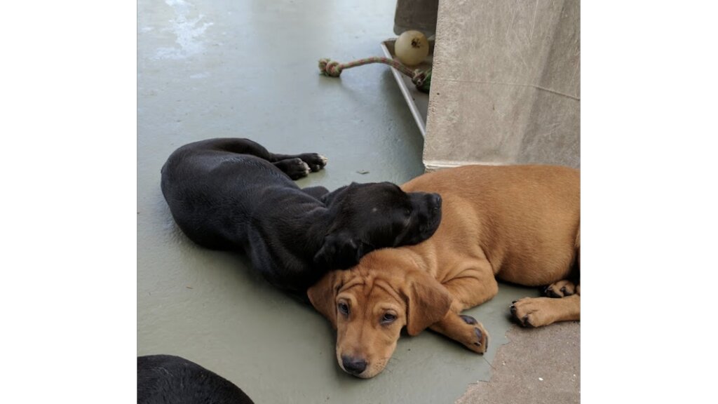 HOPE Rescue Center (Handfuls on Purpose Enterprizes) in Hearne, TX