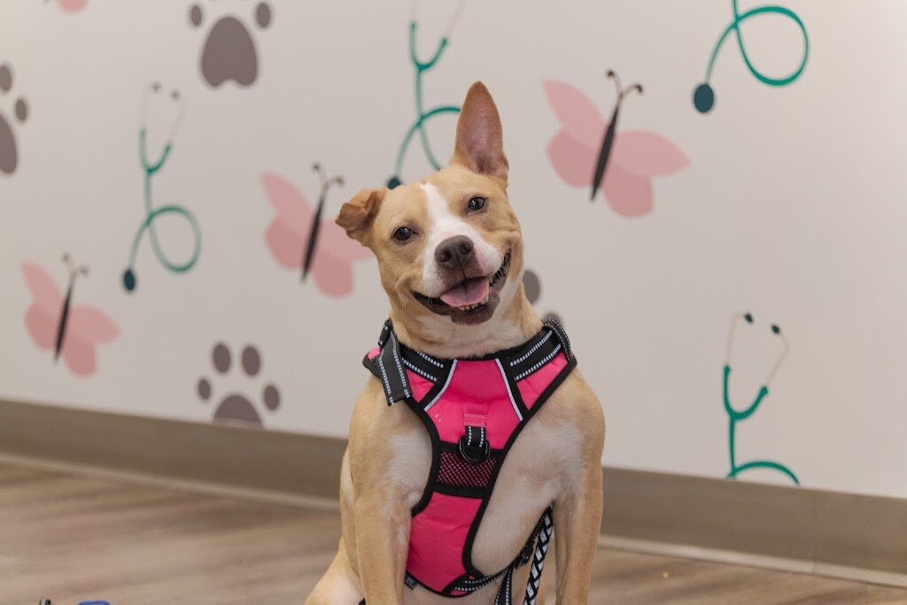Hopeful Hearts Rescue in Blairsville, PA