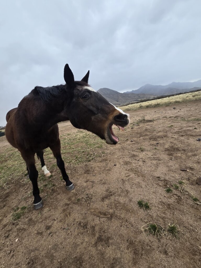 Horse N Around Rescue animal shelter in Hereford, AZ