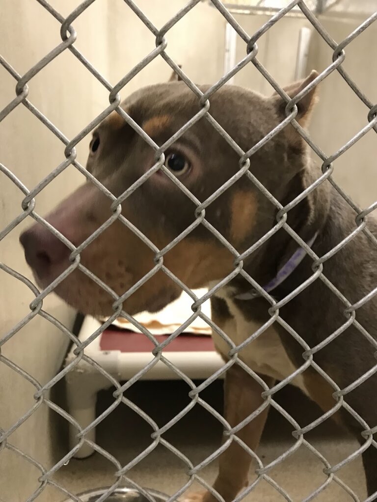 Howard County Animal Control & Adoption Center animal shelter in Columbia, MD