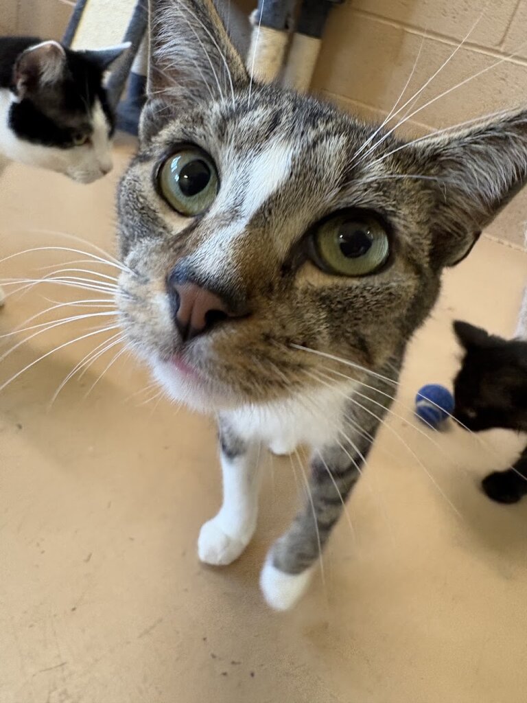 Hudson Valley SPCA animal shelter in Goshen, NY