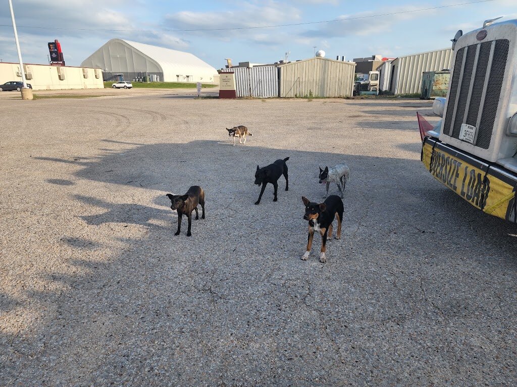 Hugo Animal shelter in Hugo, OK
