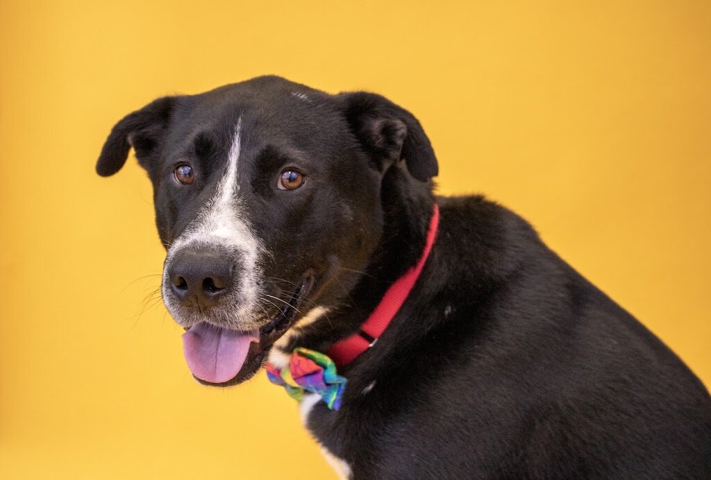 Humane Animal Partners (Rehoboth Beach) animal shelter in Rehoboth Beach, DE