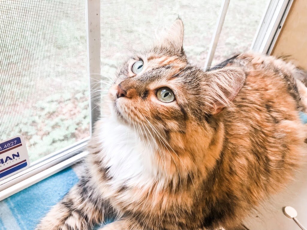 Humane Animal Partners (Stanton/Christiana) animal shelter in Newark, DE