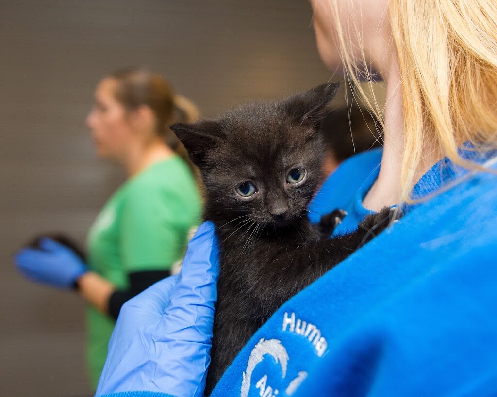 Humane Animal Rescue of Pittsburgh animal shelter in Pittsburgh, PA