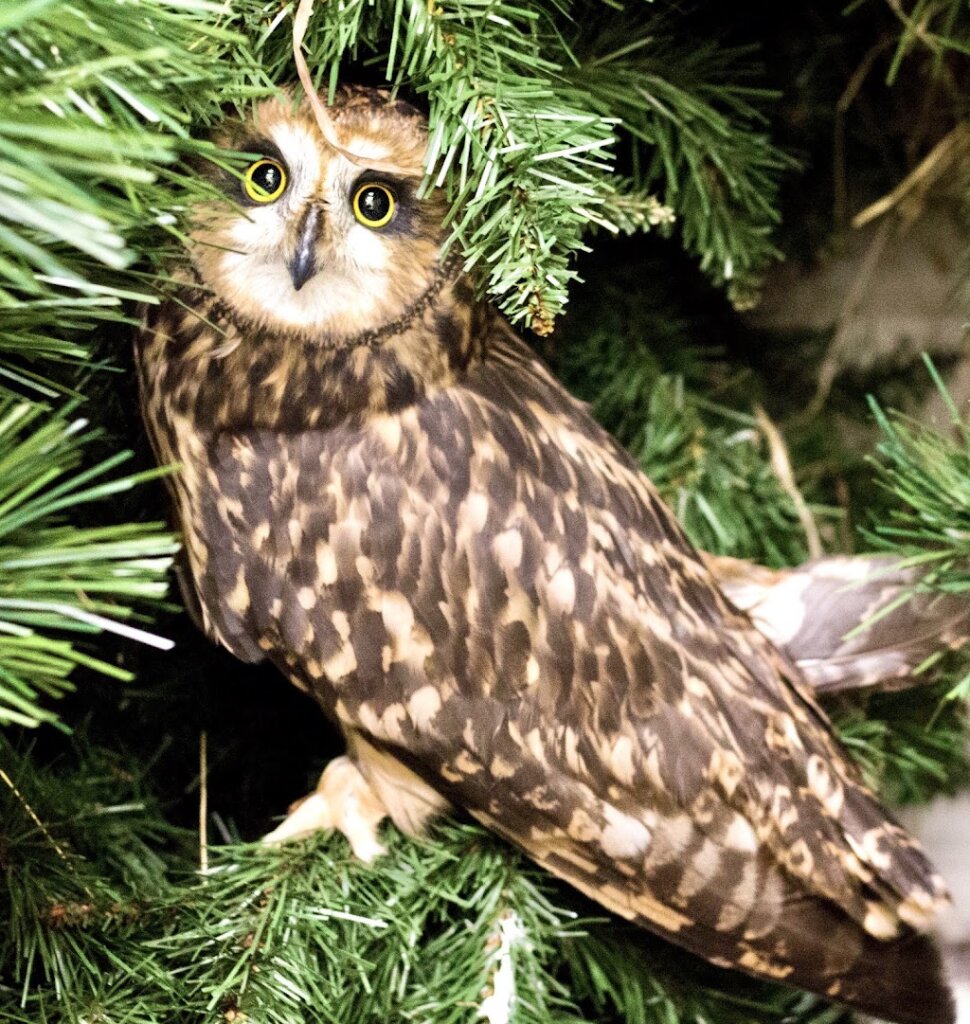 Humane Animal Rescue Wildlife Rehabilitation Center in Verona, PA