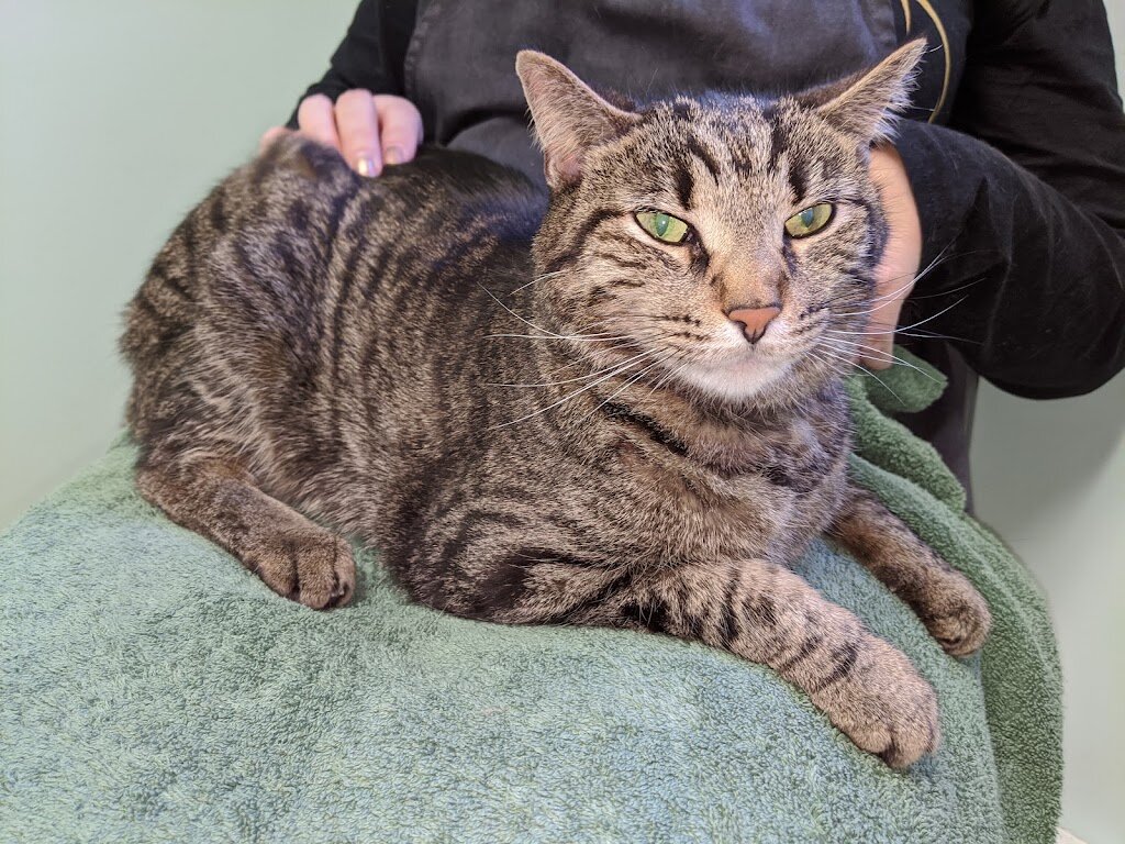 Humane Animal Welfare Society - HAWS of Waukesha County animal shelter in Waukesha, WI