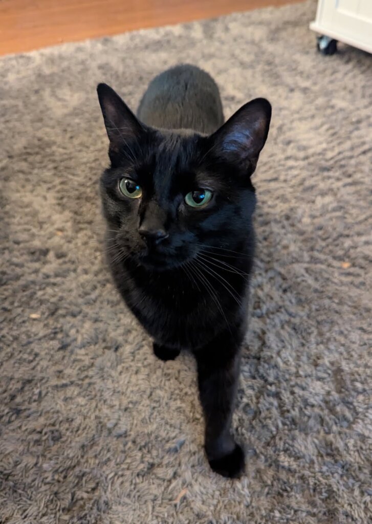 Humane Colorado - Buddy Center animal shelter in Castle Rock, CO