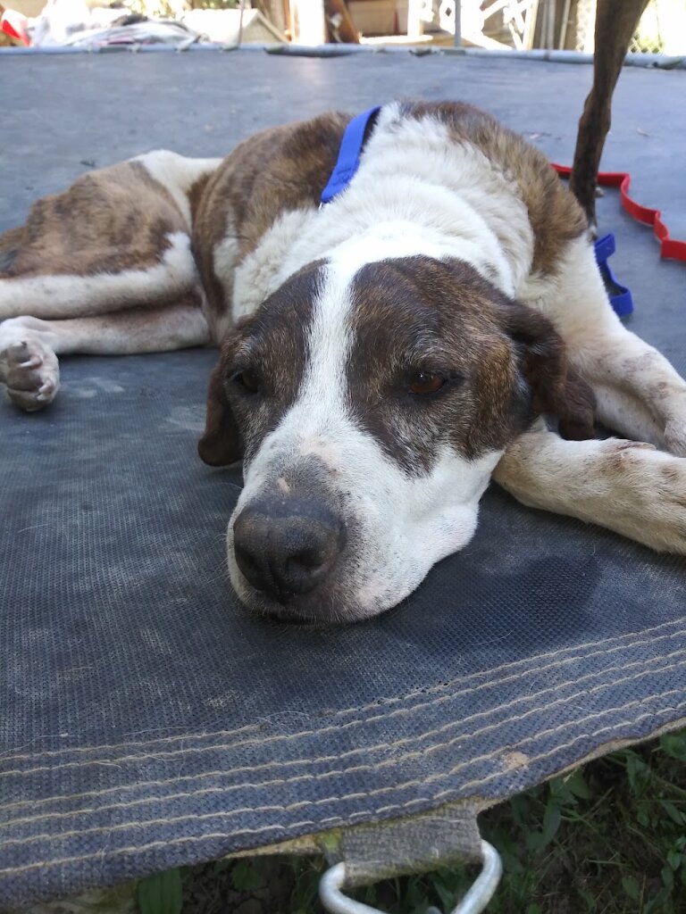 Humane Educational Society animal shelter in Chattanooga, TN