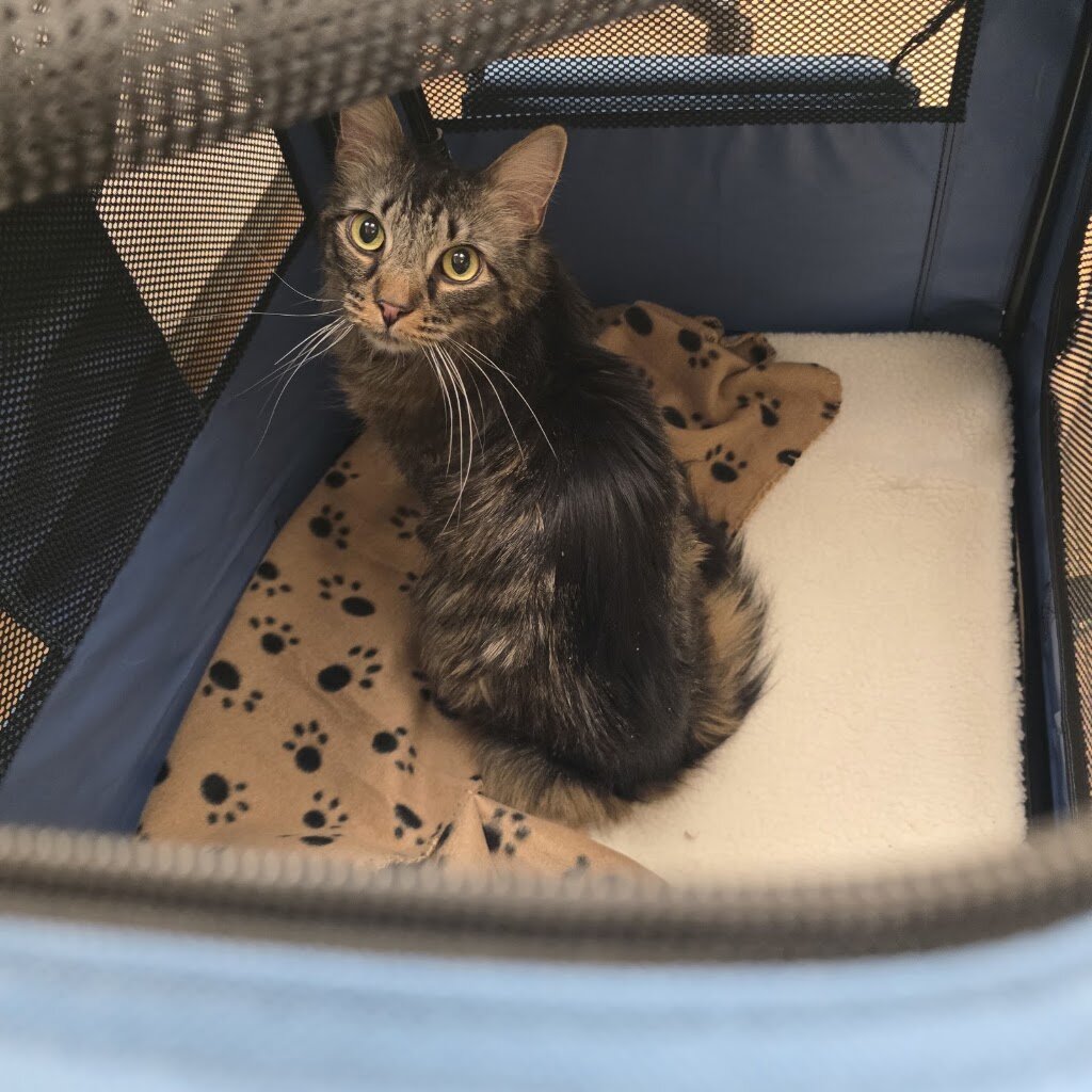 Humane Pennsylvania animal shelter in Reading, PA