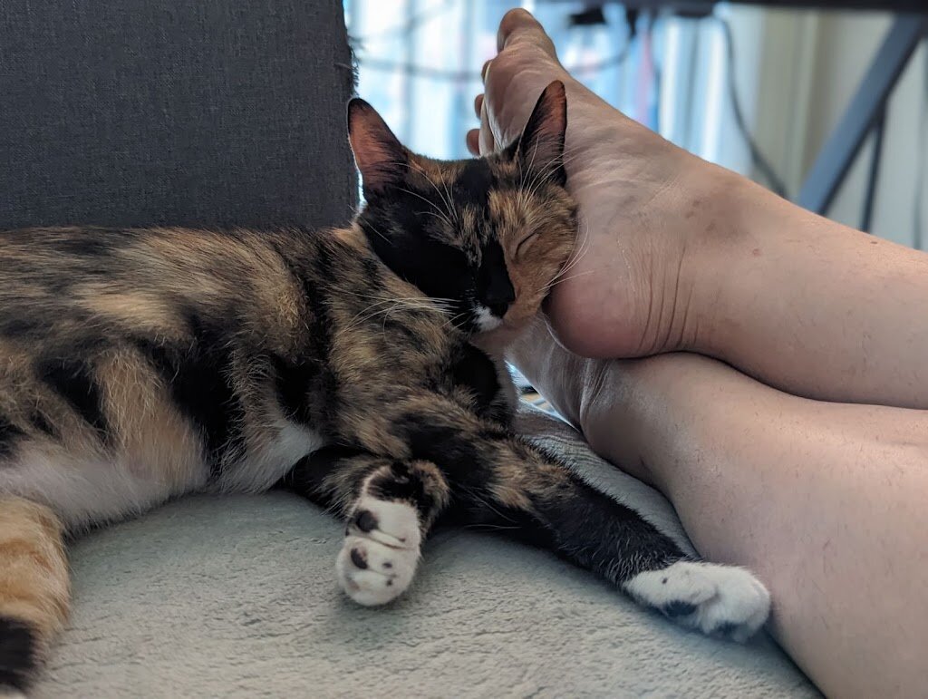 Humane Society Adoption Center in San Jose, CA